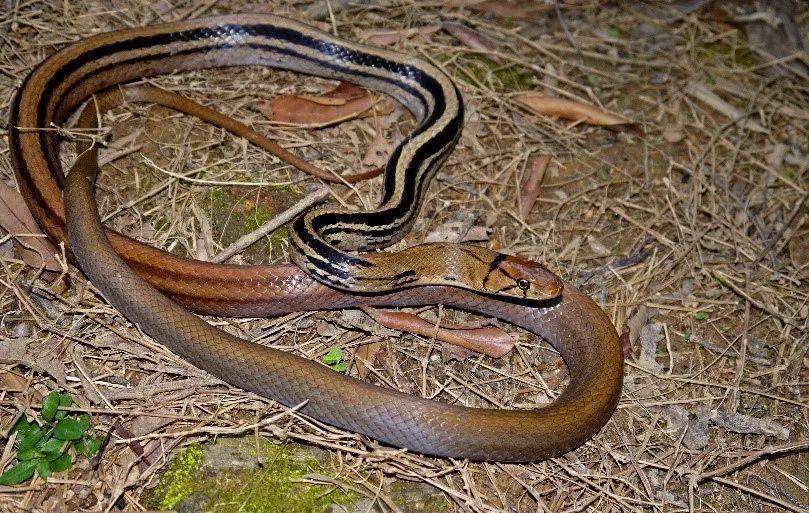 广州城区及周边常见蛇类安全知识_腾讯新闻