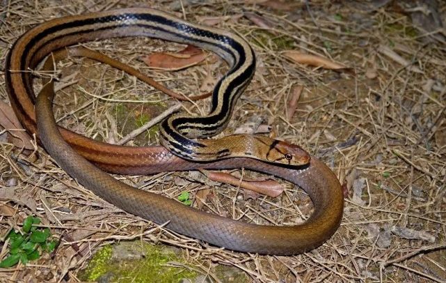 广州城区及周边常见蛇类安全知识