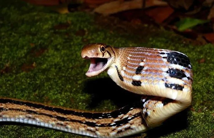 广州城区及周边常见蛇类安全知识 腾讯新闻