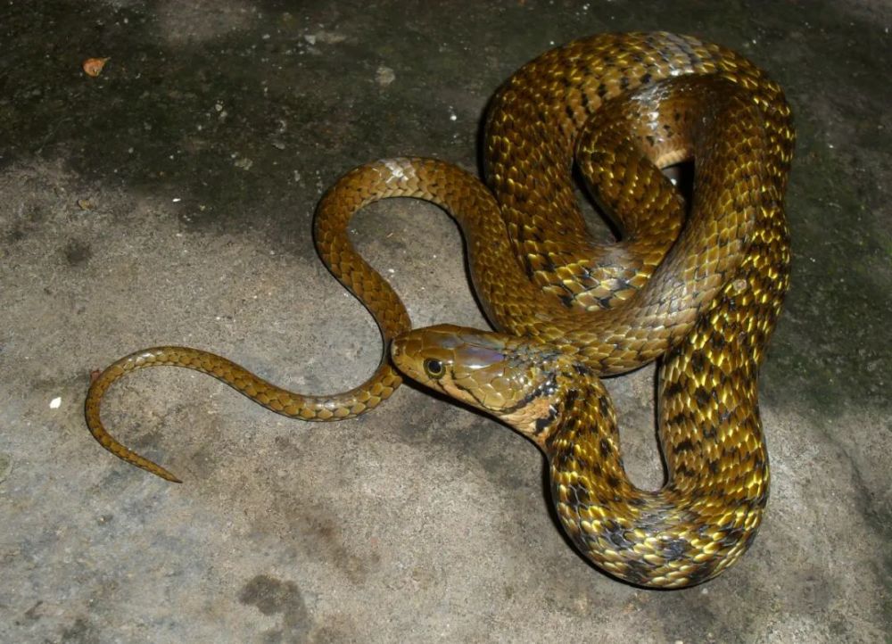 广州城区及周边常见蛇类安全知识