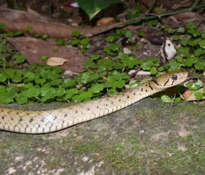 广州城区及周边常见蛇类安全知识_腾讯新闻