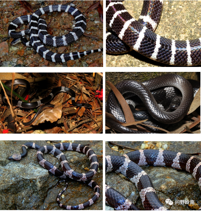广州城区及周边常见蛇类安全知识_腾讯新闻