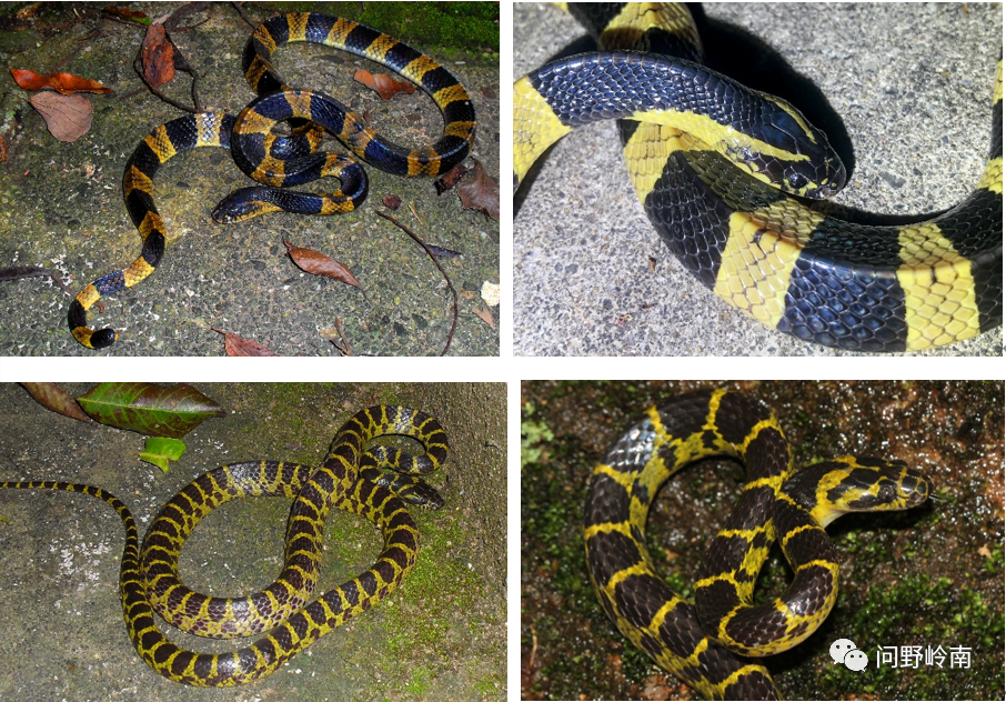广州城区及周边常见蛇类安全知识_腾讯新闻