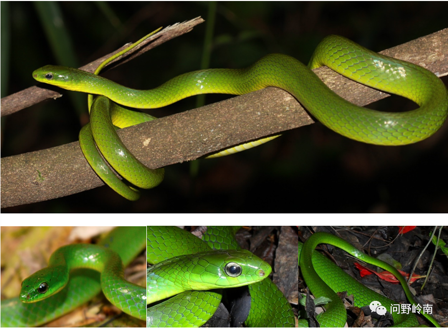广州城区及周边常见蛇类安全知识_腾讯新闻