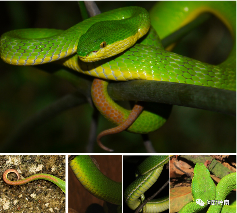 广州城区及周边常见蛇类安全知识_腾讯新闻