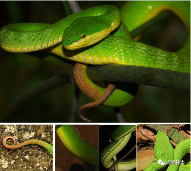 广州城区及周边常见蛇类安全知识