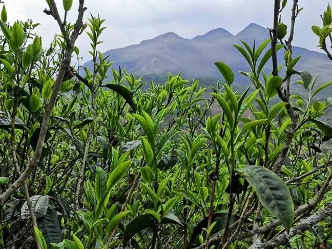 永德忙肺村茶山新芽冒茶香伴春来