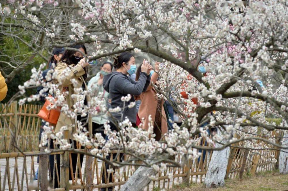 花开正艳 来中山公园赏 小梅好 腾讯新闻