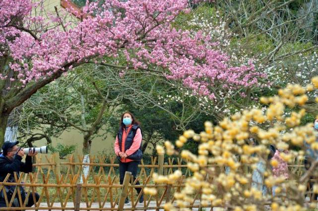 花开正艳 来中山公园赏 小梅好 梅花 中山公园