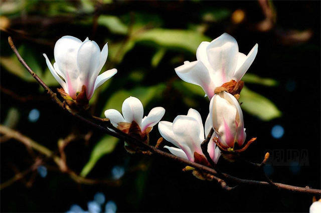 仲春春分花信之木蘭花六首:一樹雪花白如玉,半開半合木蘭花