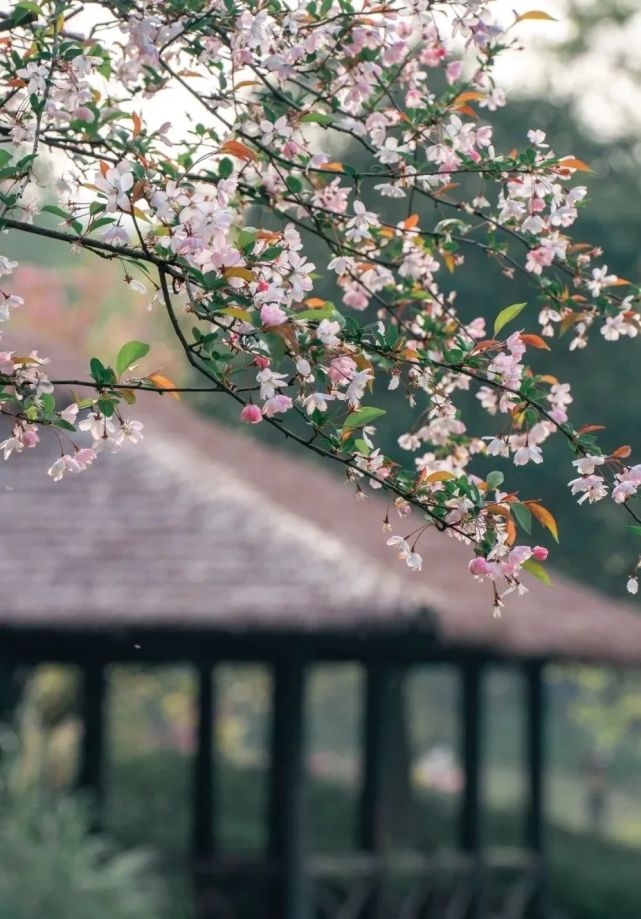 暈紅圍綠海棠春