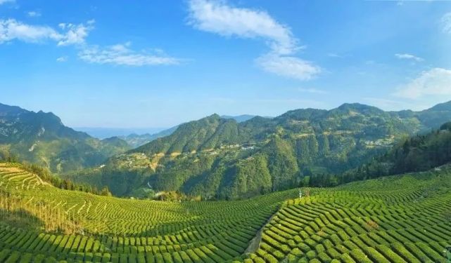 最美湖北茶园|探春恩施 一城春色半城茶