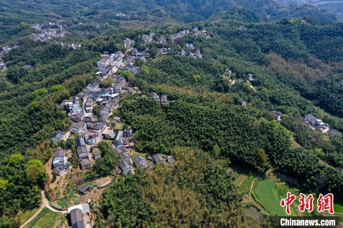 安徽歙县问政山笋带活竹园经济