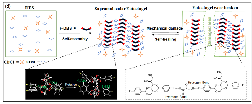 山东第一医科大学在自修复深共晶凝胶及其多种潜在应用研究获进展
