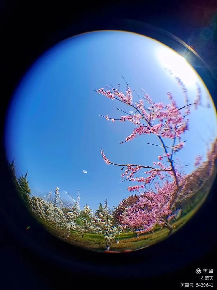 春光无限美 百花竞芳菲 腾讯新闻