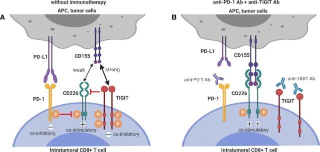 tigit|tiragolumab|吉利德科学|lima|tps|癌症|药明康德|细胞|肺癌