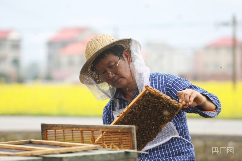 养蜂人陶维举四十年的甜蜜坚守