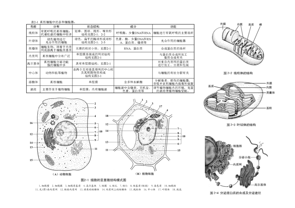 二輪專題人教版高中生物實驗教材第2單元細胞的基本結構思維導圖