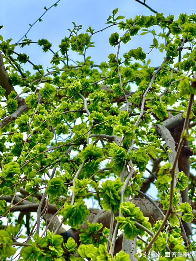 一簇簇嫩绿的榆钱 寓意着吉祥富足春风轻轻地吹着,细雨悄悄滋润,榆树