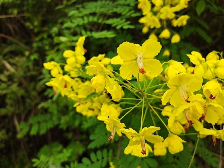 云实花开金灿灿