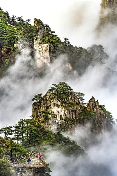 黄山拔节生长向晴空