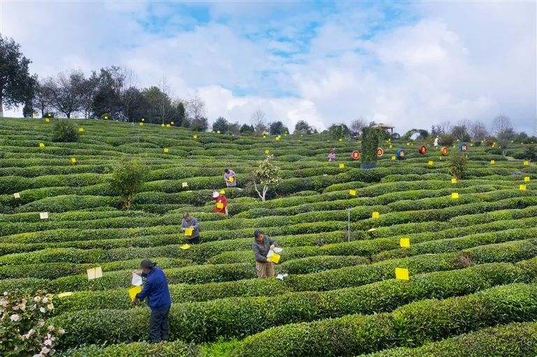 黄山拔节生长向晴空