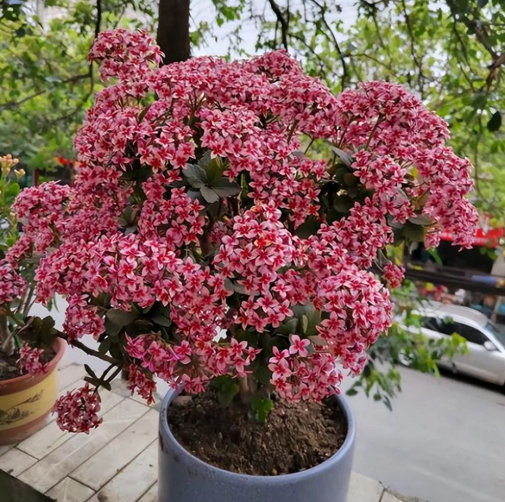 春季长寿花做"4步",小苗变老桩,秋季开成"小花树"_腾讯新闻