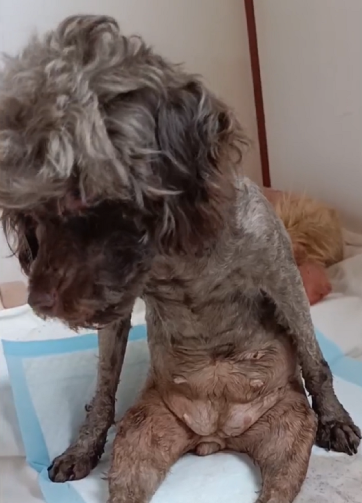 残疾繁殖泰迪犬从被抛弃后坐着哭 到焕然一新 大姐 虽代价是分别但也足以 腾讯新闻