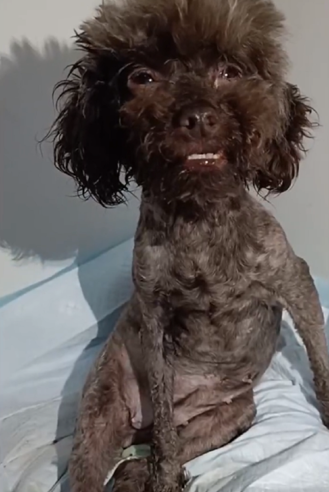 残疾繁殖泰迪犬从被抛弃后坐着哭 到焕然一新 大姐 虽代价是分别但也足以 腾讯新闻