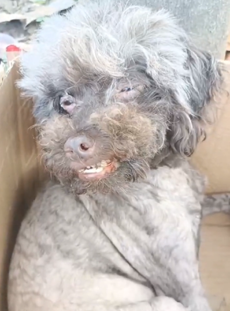 残疾繁殖泰迪犬从被抛弃后坐着哭 到焕然一新 大姐 虽代价是分别但也足以 腾讯新闻