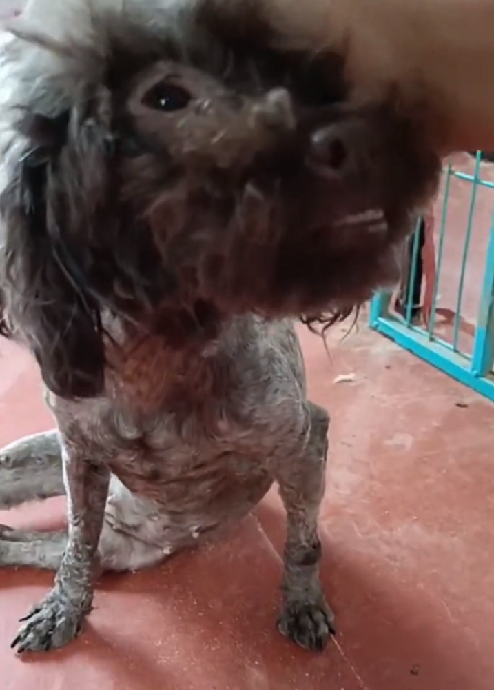 残疾繁殖泰迪犬从被抛弃后坐着哭 到焕然一新 大姐 虽代价是分别但也足以 腾讯新闻