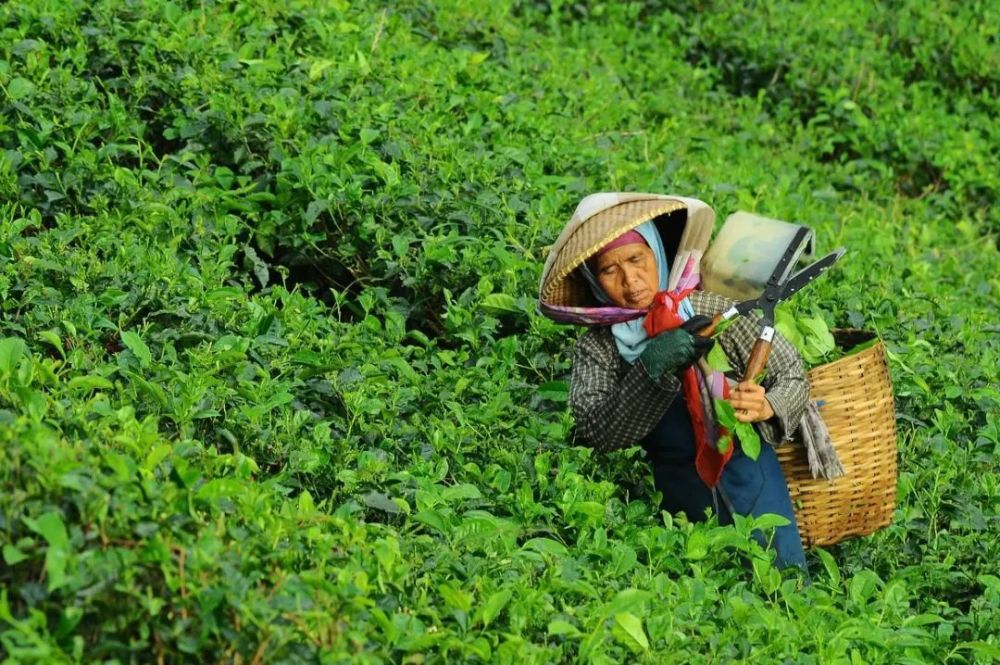 凤凰单丛茶中的蜜兰香