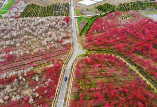 长丰义井樱花小镇,据说,有5000亩连片樱花园,不仅面积广袤,而且,樱花