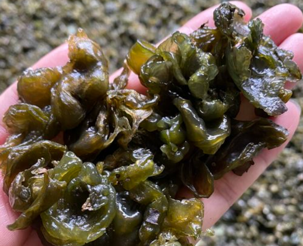 6种地软菜的吃法_腾讯新闻