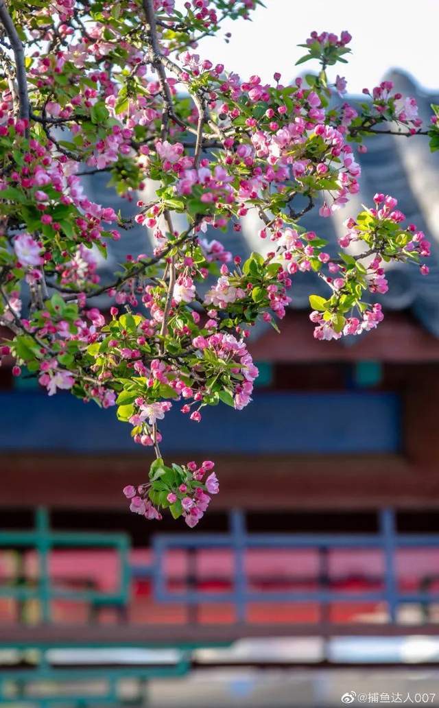 海棠依旧!济南最全赏花指南来了