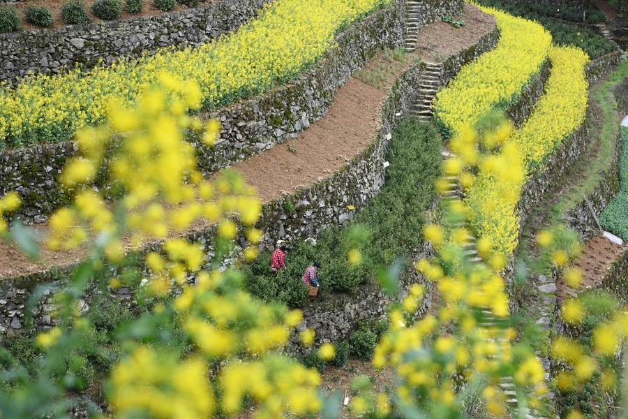 張端)臨近清明,安徽省黃山市歙縣蜈蚣嶺村的千畝梯地茶園迎來了採摘季