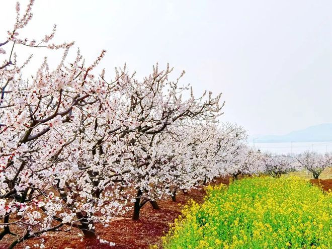 徐州這些地方花都開好了快來雲賞花