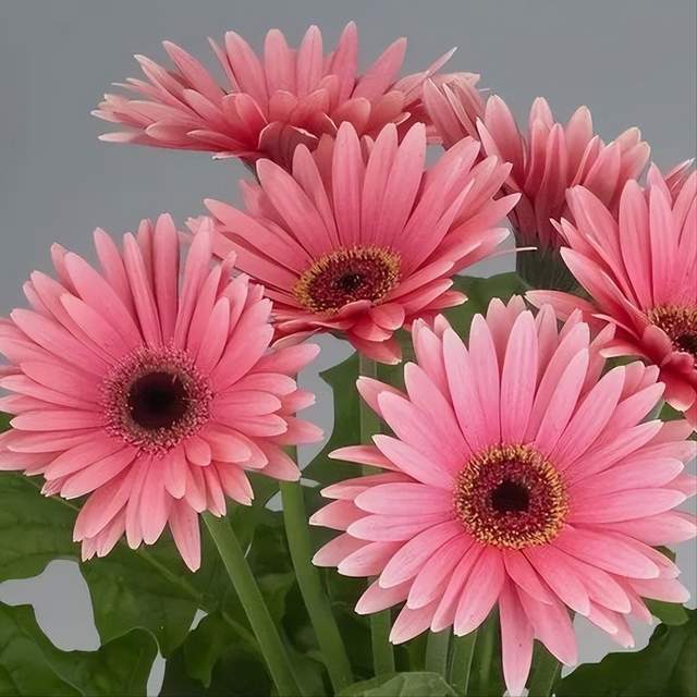 小添聊花花 非洲菊 扶郎花主要价值和养护的方式 腾讯新闻