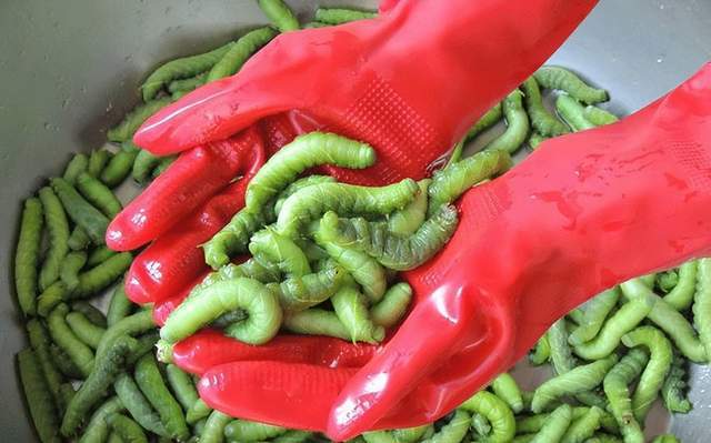 清炒豆丹是人间美味,但是生吃"豆丹虫"你经历过吗?