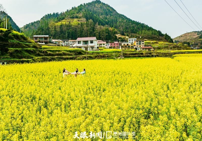 60秒看贵州铜仁万山繁花似锦遍山乡农旅融合景怡人