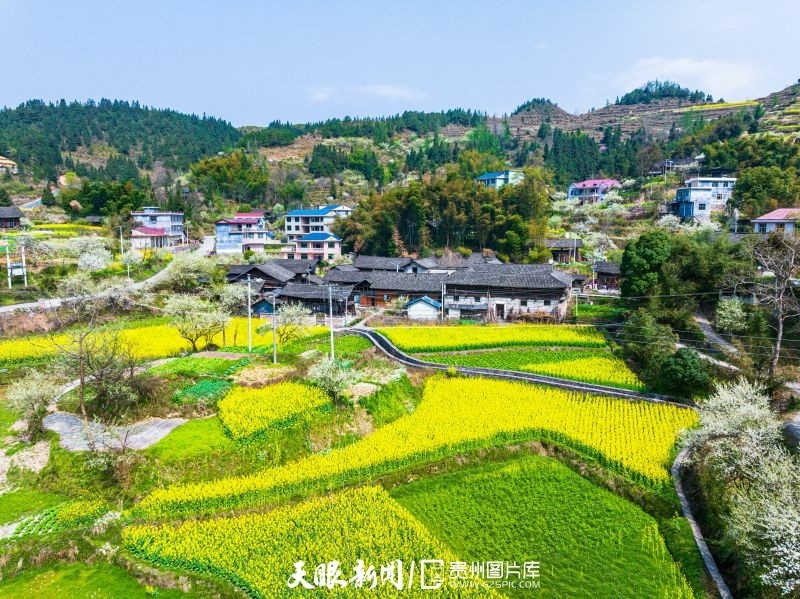 60秒看贵州铜仁万山繁花似锦遍山乡农旅融合景怡人