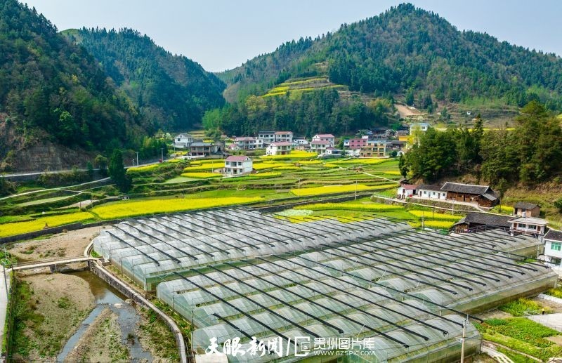 60秒看贵州铜仁万山繁花似锦遍山乡农旅融合景怡人