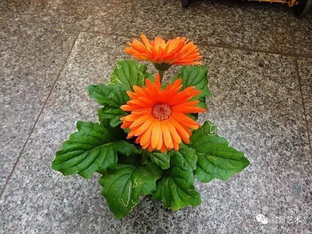 盆栽非洲菊繁殖养护