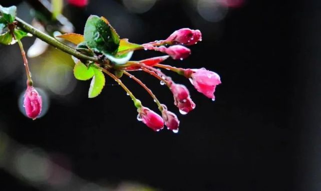 态娇色艳夺人目杏桃带露映朝霞春雨瞒人夜润花春雨润花柔丝得意随风扬