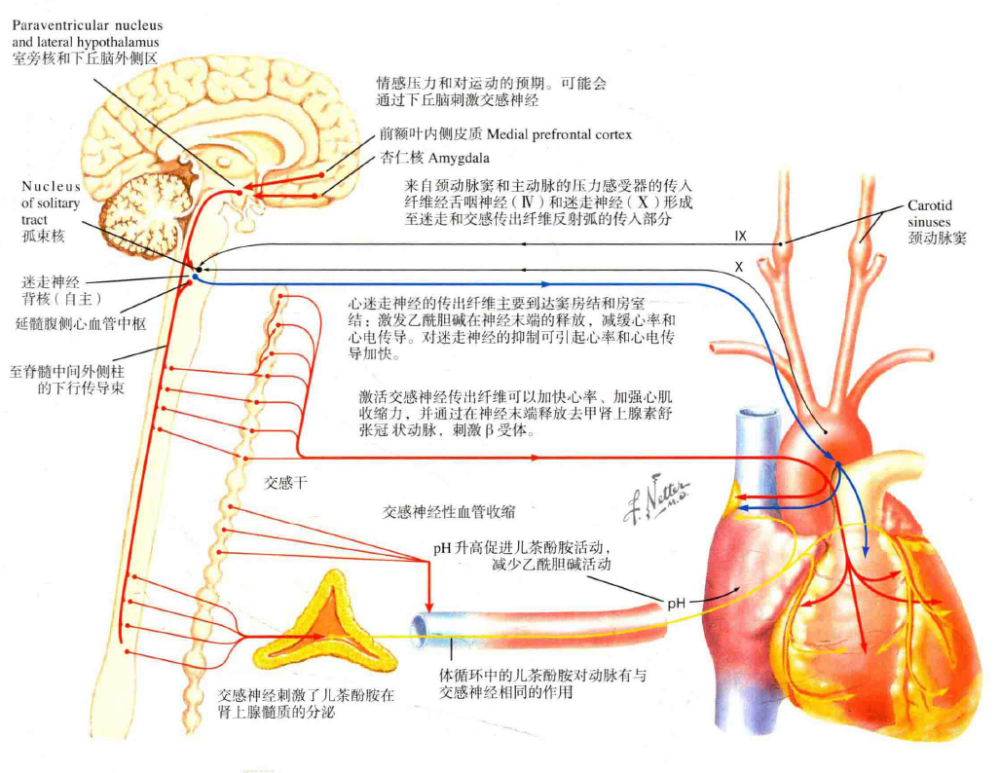 神經解剖學下丘腦對心臟功能的調節