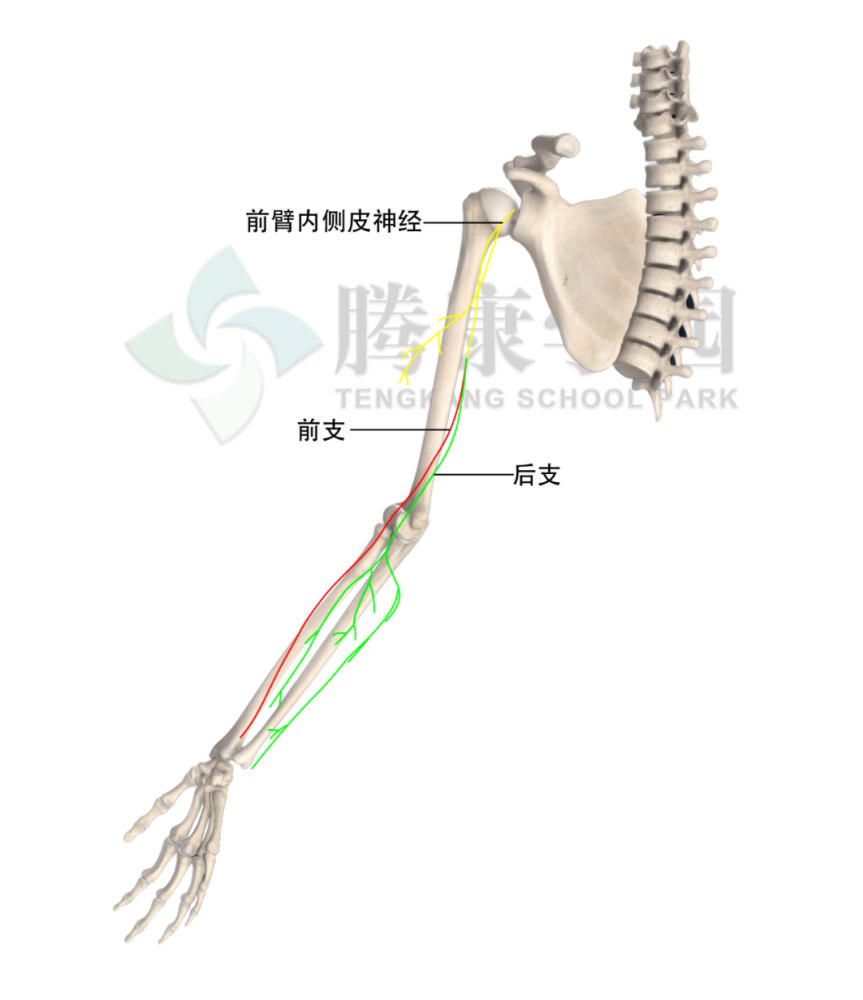 前臂內側疼痛的神經