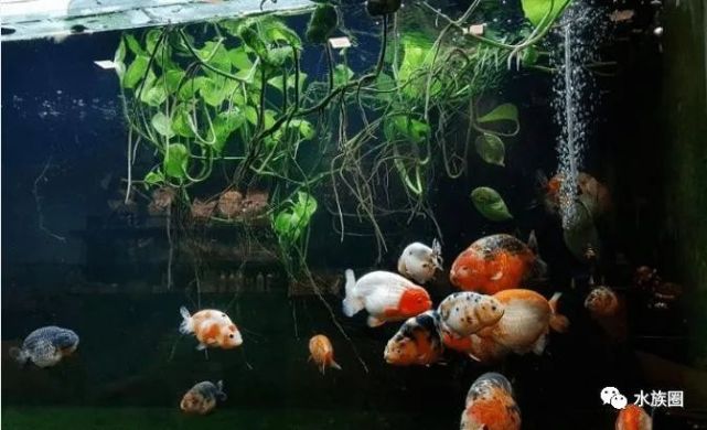 恍然大悟 养金鱼不死鱼的终极秘诀 居然是忘记鱼 不死鱼 硝化细菌 绿藻