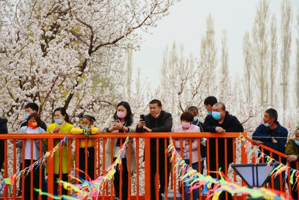 第三届杏花节轮台县阳霞镇杏花开商旅旺迎来增收致富好时机