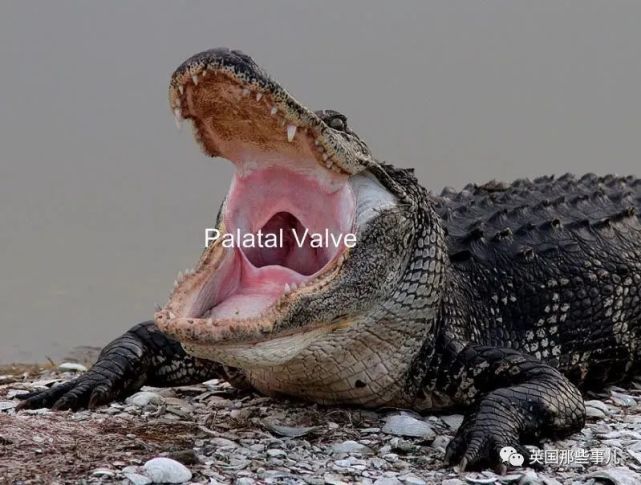 因为鳄鱼有个部位叫腭瓣(palatal valve),用来密封食道和气管,阻止
