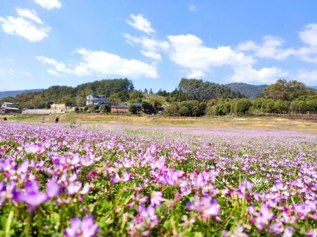 桂林市灵川县公平乡大桥村紫云英花海了解柳州周边游玩资讯!